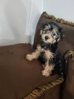 Jada, a female Yorkshire Terrier for sale in East Dublin, GA – 1 of 7