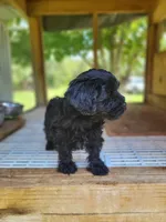 Maddie, a female Yorkipoo for sale in East Dublin, GA – 5 of 7