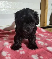 Maddie, a female Yorkipoo for sale in East Dublin, GA – 6 of 6