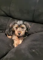 Aspen, a male Yorkshire Terrier for sale in East Dublin, GA – 4 of 8