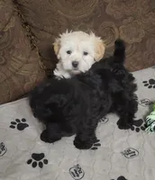 processed/9ffde402-1bae-4418-a20c-cda690fa4900/listing/c5918542-66d8-4d82-b0f9-59a699865ceb/b2a52d89-ac1c-4d2e-a167-15430b90df0b