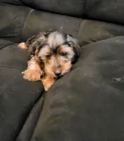 Aspen, a male Yorkshire Terrier for sale in East Dublin, GA – 5 of 8