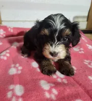Lexey, a female Yorkipoo for sale in East Dublin, GA – 5 of 5