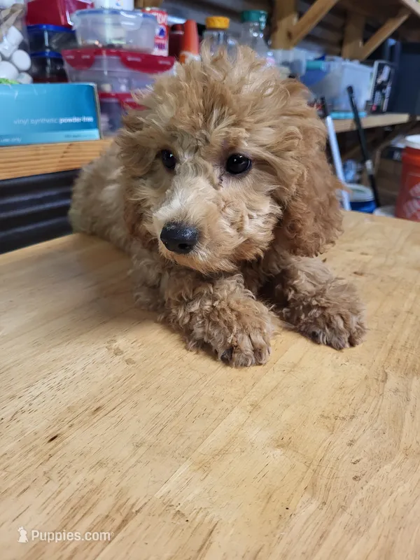 Essie – Poodle - Toy  puppy for sale in East Dublin, GA