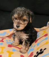 Jada, a female Yorkshire Terrier for sale in East Dublin, GA – 4 of 4