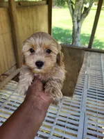 Reda, a female Yorkipoo for sale in East Dublin, GA – 6 of 7