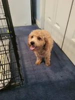 Sophie , a female Poodle - Toy  for sale in East Dublin, GA – 6 of 6