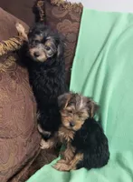 Jada, a female Yorkshire Terrier for sale in East Dublin, GA – 4 of 7