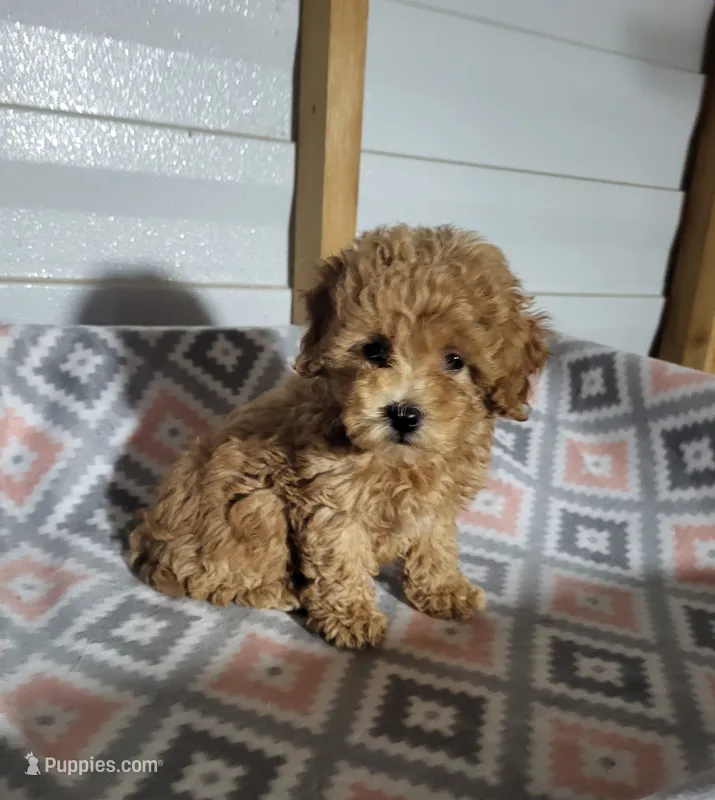 Sophie  – Poodle - Toy  puppy for sale in East Dublin, GA