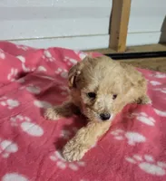 Essie, a female Poodle - Toy  for sale in East Dublin, GA – 4 of 8
