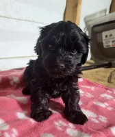 Maddie, a female Yorkipoo for sale in East Dublin, GA – 4 of 6
