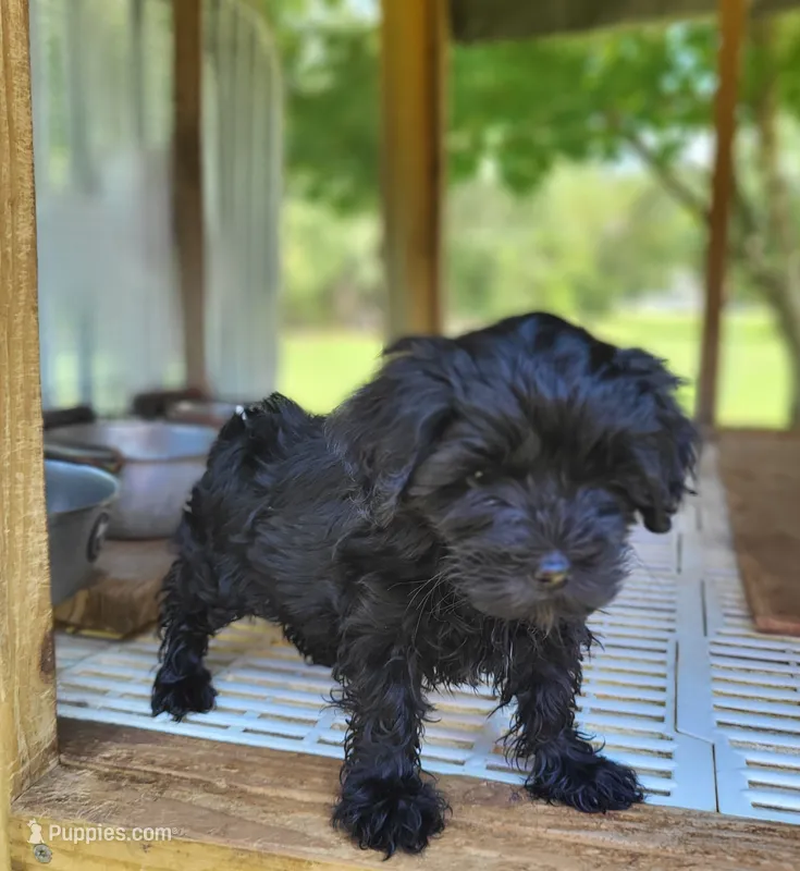 Maddie – Yorkipoo puppy for sale in East Dublin, GA