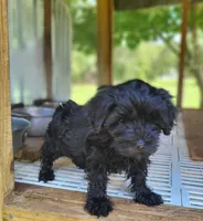 Maddie, a female Yorkipoo for sale in East Dublin, GA – 2 of 7