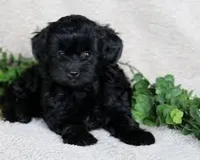 Cocoa, a male Yorkipoo for sale in East Dublin, GA – 4 of 6