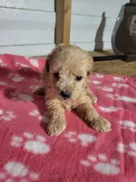 Essie, a female Poodle - Toy  for sale in East Dublin, GA – 8 of 8