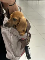 Enzo, a male Dachshund for sale in Columbus, OH – 2 of 3
