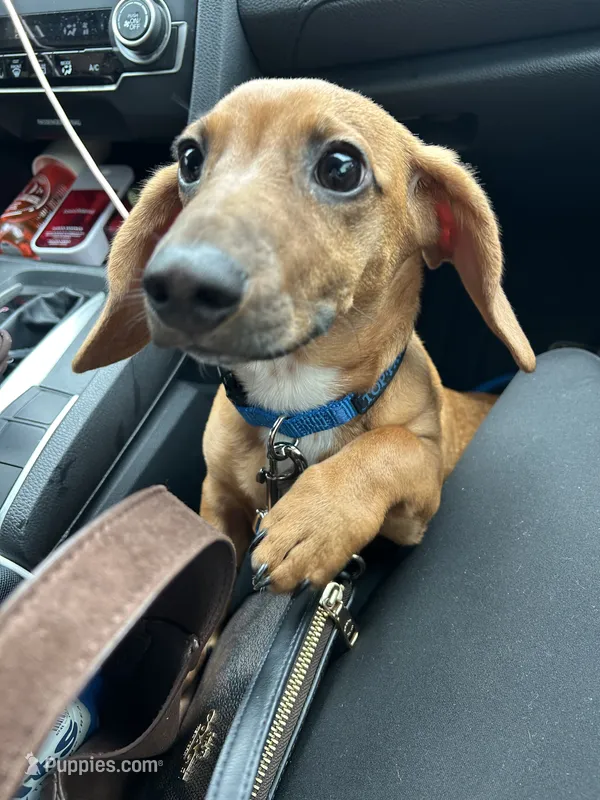 Enzo – Dachshund puppy for sale in Columbus, OH