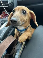 Enzo, a male Dachshund for sale in Columbus, OH – 1 of 3
