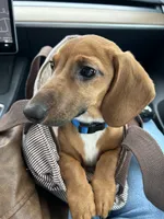 Enzo, a male Dachshund for sale in Columbus, OH – 3 of 3
