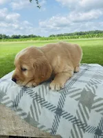 Pink Female, a female Golden Retriever for sale in Portland, IN – 2 of 5