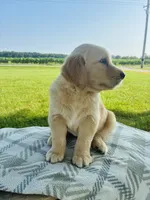 Blue Male, a male Golden Retriever for sale in Portland, IN – 3 of 5