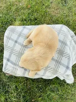 Orange Male, a male Golden Retriever for sale in Portland, IN – 4 of 5