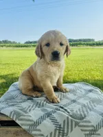 Brown Female, a female Golden Retriever for sale in Portland, IN – 1 of 5