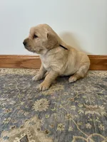 Black Male, a male Golden Retriever for sale in Portland, IN – Photo 2 of 5