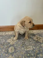 Black Male, a male Golden Retriever for sale in Portland, IN – Photo 3 of 5