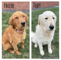 Black Male, a male Golden Retriever for sale in Portland, IN – Photo 5 of 5