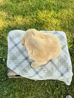 Blue Male, a male Golden Retriever for sale in Portland, IN – 4 of 5