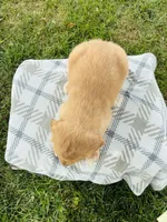 Pink Female, a female Golden Retriever for sale in Portland, IN – 4 of 5
