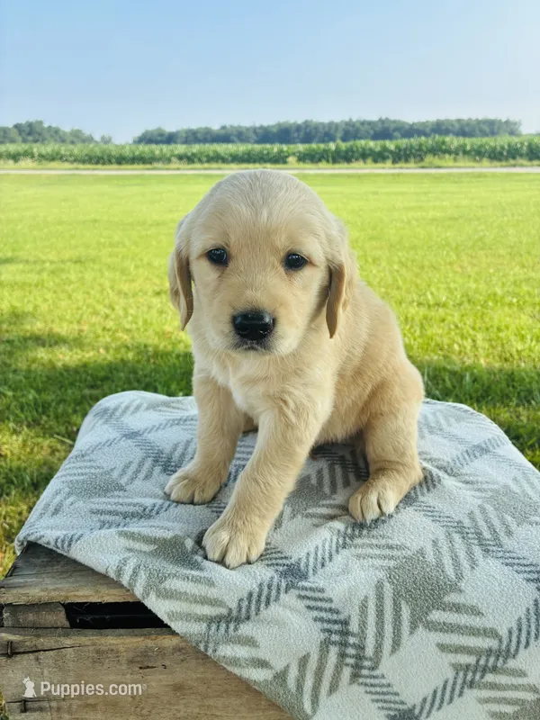 Blue Male – Golden Retriever puppy for sale in Portland, IN