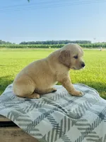 Brown Female, a female Golden Retriever for sale in Portland, IN – 2 of 5
