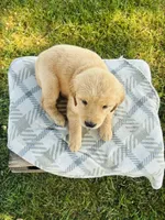 Brown Female, a female Golden Retriever for sale in Portland, IN – 4 of 5