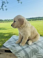 Blue Male, a male Golden Retriever for sale in Portland, IN – 2 of 5