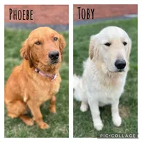 Brown Female, a female Golden Retriever for sale in Portland, IN – 5 of 5