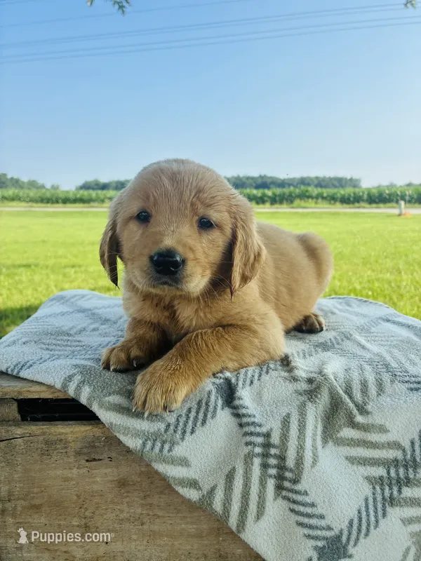 Green Female – Golden Retriever puppy for sale in Portland, IN