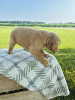 Green Female, a female Golden Retriever for sale in Portland, IN – 3 of 5