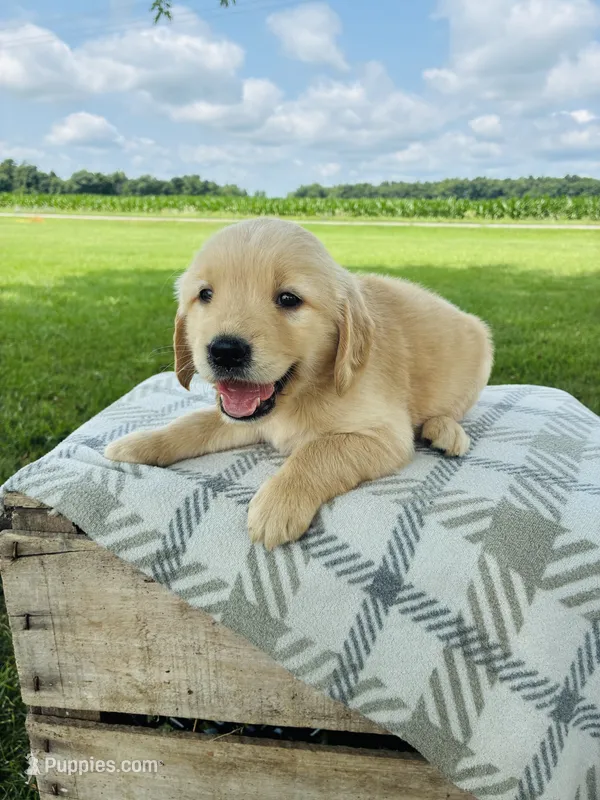 Orange Male – Golden Retriever puppy for sale in Portland, IN