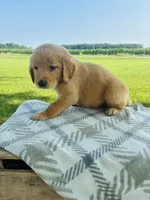 Green Female, a female Golden Retriever for sale in Portland, IN – 2 of 5