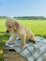 Brown Female, a female Golden Retriever for sale in Portland, IN – 3 of 5