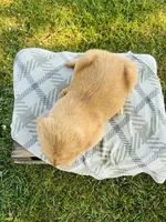 Green Female, a female Golden Retriever for sale in Portland, IN – 4 of 5