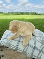 Orange Male, a male Golden Retriever for sale in Portland, IN – 3 of 5