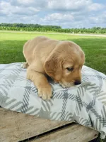 Pink Female, a female Golden Retriever for sale in Portland, IN – 3 of 5