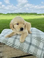 Orange Male, a male Golden Retriever for sale in Portland, IN – 2 of 5