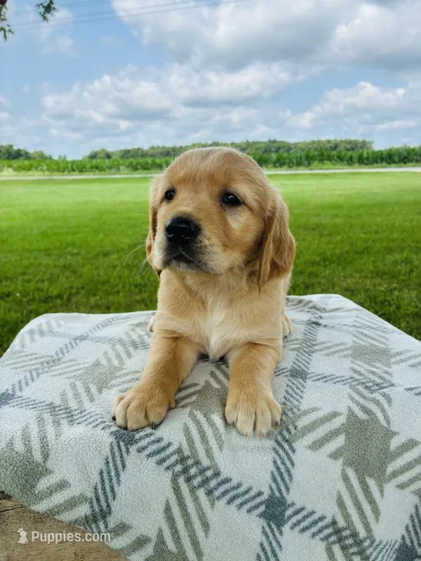 Pink Female – Golden Retriever puppy for sale in Portland, IN