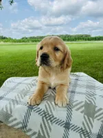 Pink Female, a female Golden Retriever for sale in Portland, IN – 1 of 5