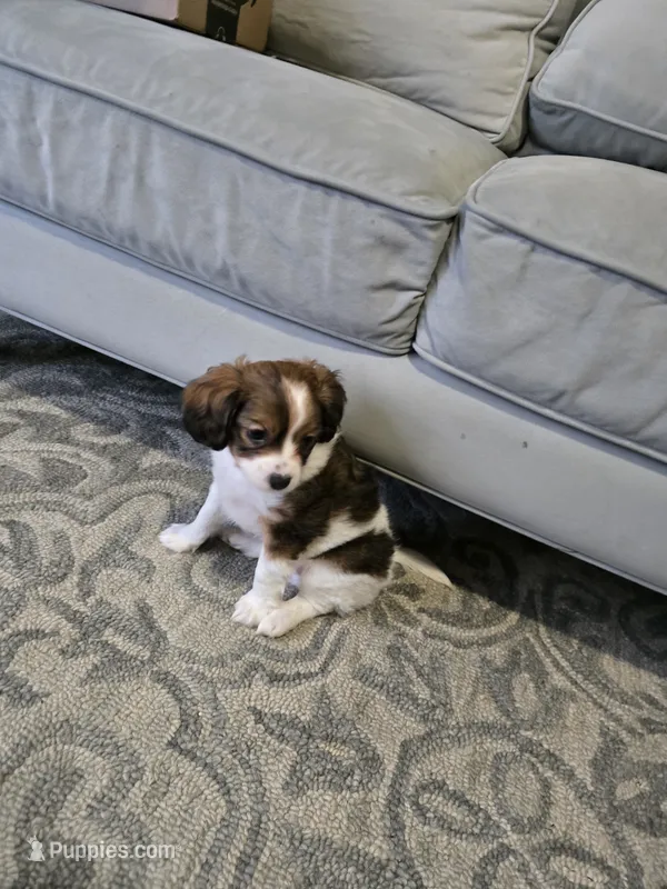 Derby – Cavalier King Charles Spaniel, Papillon puppy for sale in Burlington, NC