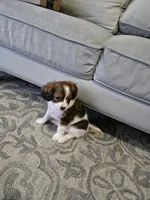 Derby, a male Cavalier King Charles Spaniel and Papillon for sale in Burlington, NC – 6 of 10